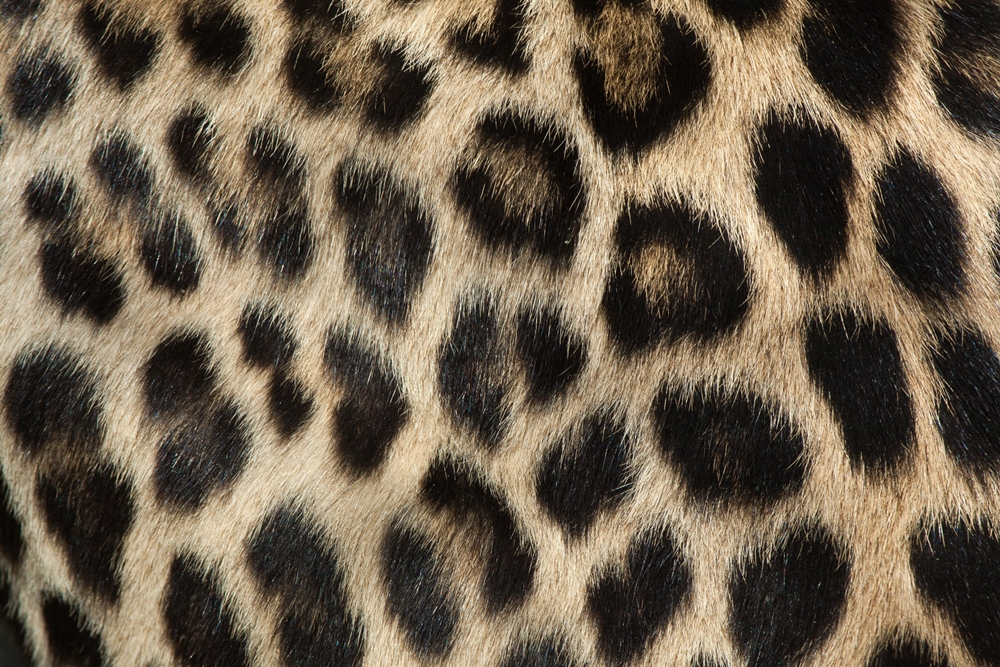 Plush Leopard Fur Print.